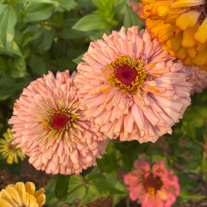 Seeds: Zinnia Solos - Coral Peach Cactus - Sugar Moon Gardens