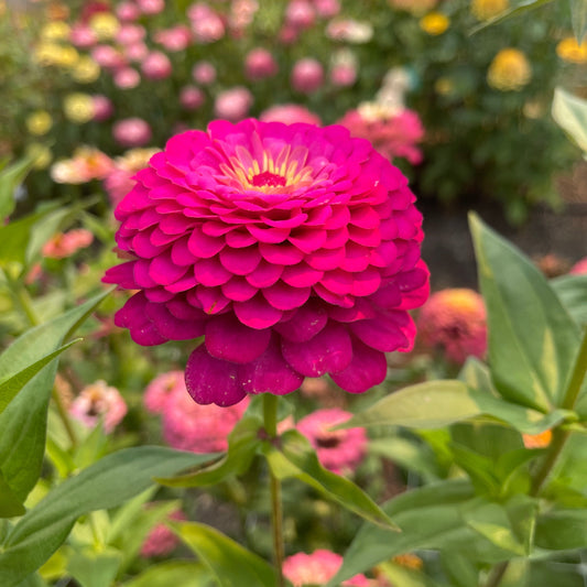 Seeds: Zinnia Solos - Fuchsia Double Giant - Sugar Moon Gardens