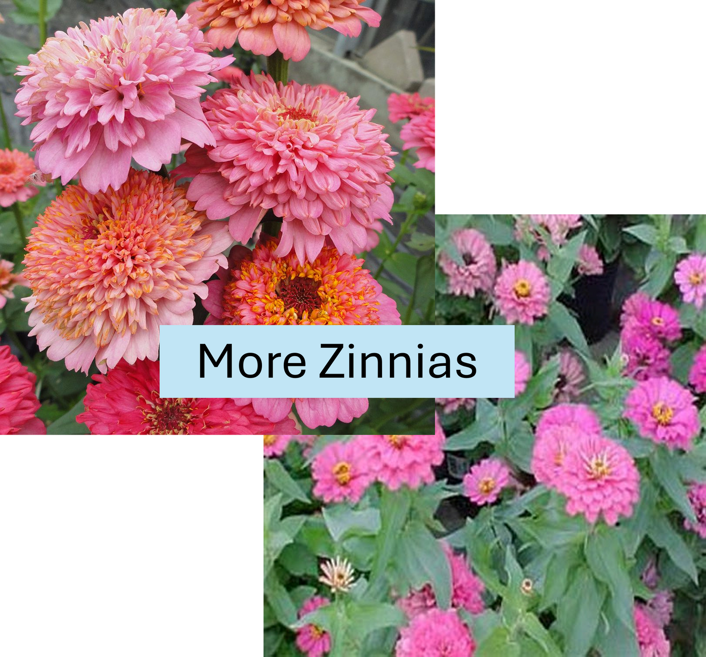 PREORDER: Flower Plant:‎ Zinnia - More varieties