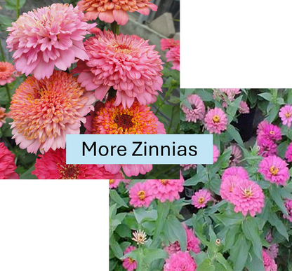 PREORDER: Flower Plant:‎ Zinnia - More varieties
