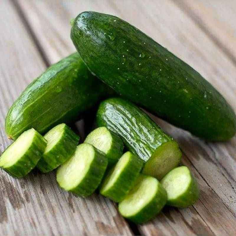 Veg Plant: Cucumber Seedlings