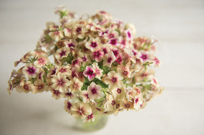 PREORDER:‎ Flower Plant:‎ Phlox