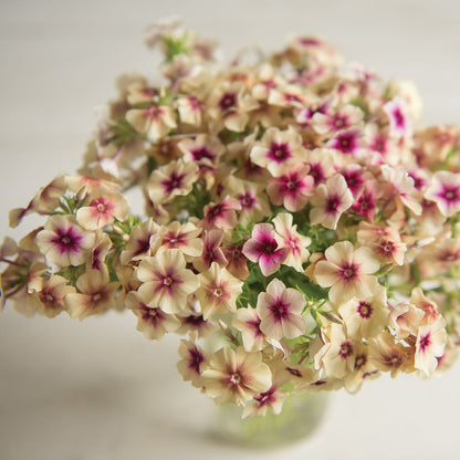 Seeds: Phlox - Cherry Caramel - Sugar Moon Gardens