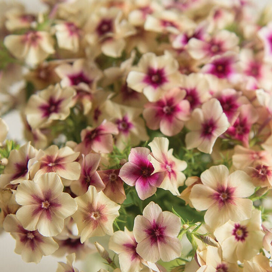 Seeds:‎ Phlox - Cherry Caramel