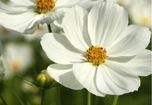 PREORDER:‎ Flower Plant:‎ Cosmos 3-pack