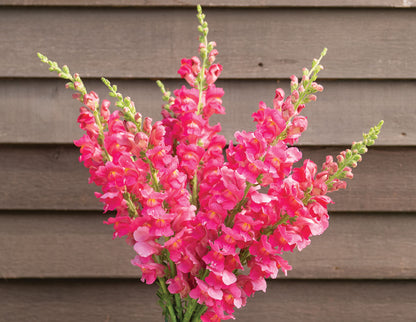 PREORDER:‎ Flower Plant:‎ Snapdragon 6-pack