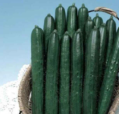 Veg Plant: Cucumber Seedlings