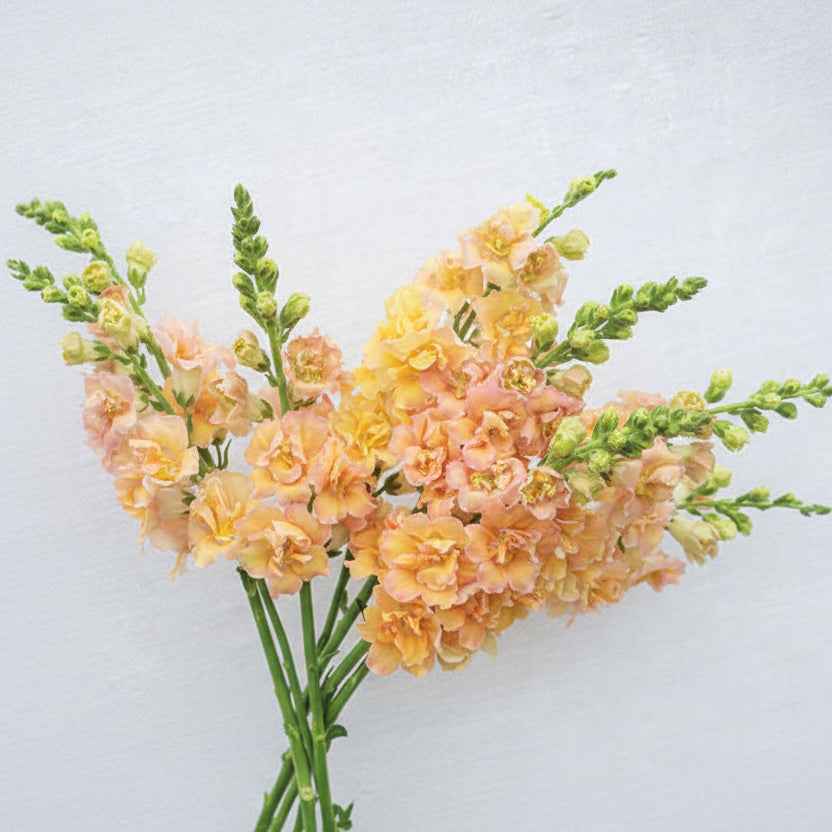 Flower Plant:‎ Snapdragon 6-pack