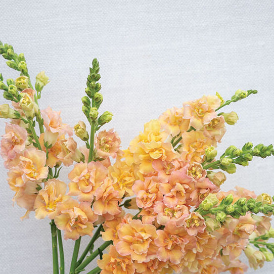 Seeds: Snapdragon - Double Frappe Apricot F1 - Sugar Moon Gardens