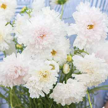 Seeds:‎ Cosmos - Double Click Snow Puff