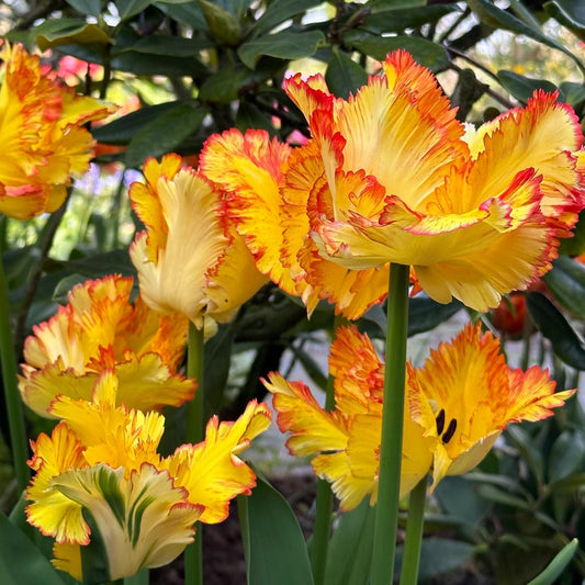 Tulip bulb - Caribbean Parrot