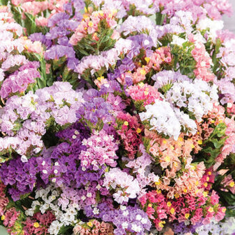PREORDER:‎ Flower Plant:‎ Statice 6-pack