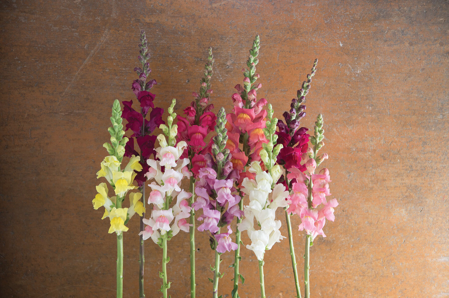 PREORDER:‎ Flower Plant:‎ Snapdragon 6-pack