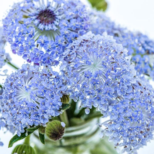 PREORDER:‎ Flower Plant:‎ Lace Flower - Blue, 6-pack
