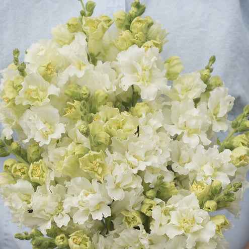 Flower Plant:‎ Snapdragon 6-pack