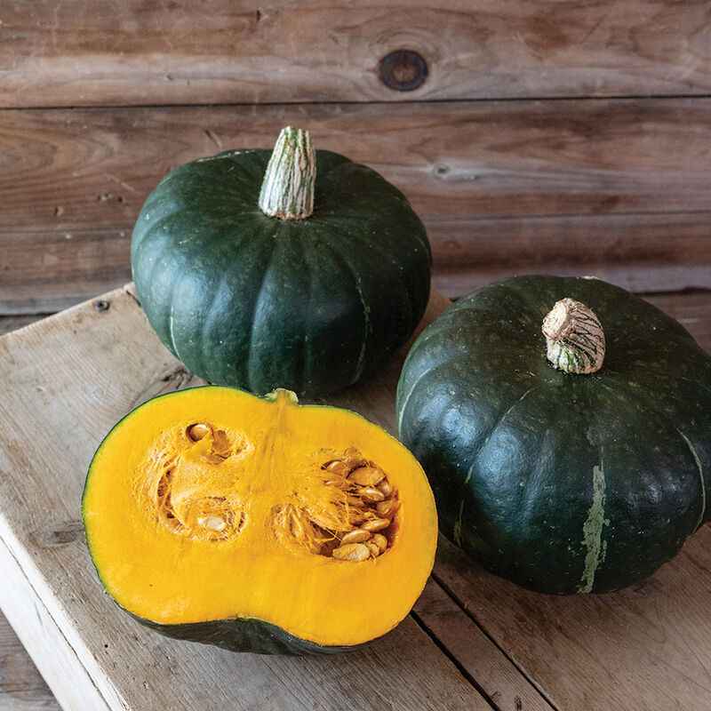 Veg Plant: Winter Squash Seedlings