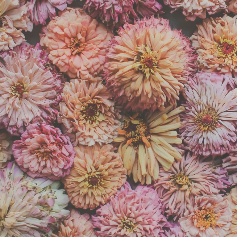 Plant: Zinnias: Breeders Select Mixes - 1 per pot