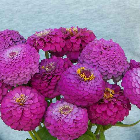 Seeds: Zinnia - Oklahoma Carmine