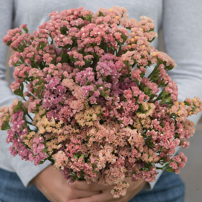 PREORDER:‎ Flower Plant:‎ Statice 6-pack