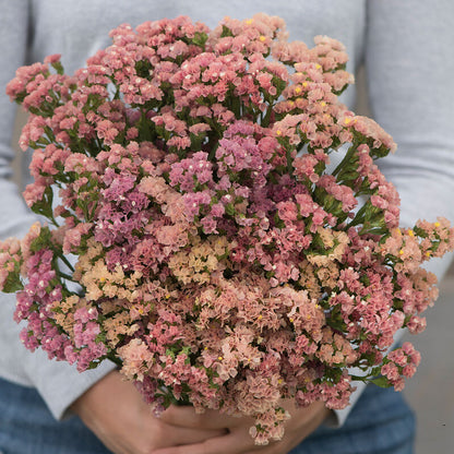 PREORDER:‎ Flower Plant:‎ Statice 6-pack