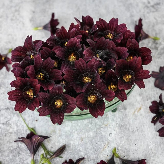 PREORDER:‎ Flower Plant:‎ Salpiglossis (Painted Tongue) 6-pack