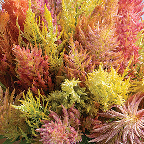 Celosia - Shimmer - Sugar Moon Gardens