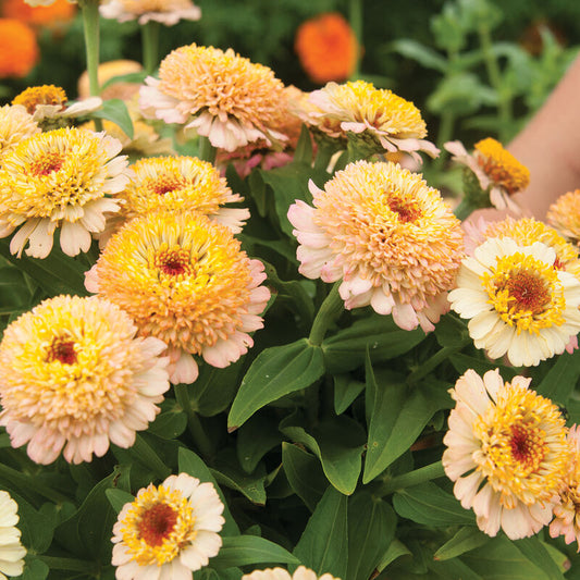 Seeds: Zinnia - Zinderella Peach - Sugar Moon Gardens